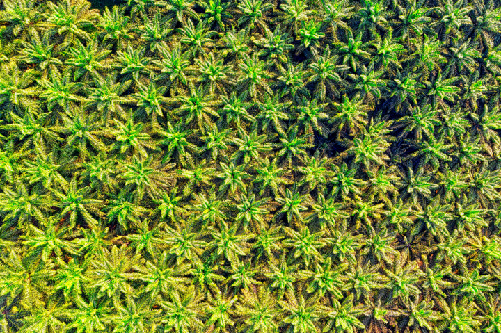 Saving Time and Effort— Training an AI to Count Palm Trees