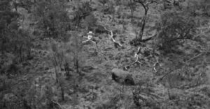 Drones in Wildlife Conservation: A New Perspective on Habitat Monitoring